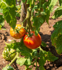 BIO Rajče Diplom F1 - Solanum lycopersicum - bio osivo rajčat - 8 ks