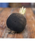 BIO Ředkvička černá kulatá - Raphanus sativus - bio osivo ředkvičky - 45 ks