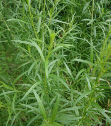 BIO Pelyněk kozalec - Artemisia dracunculus - bio osivo pelyňku - 0,1 g