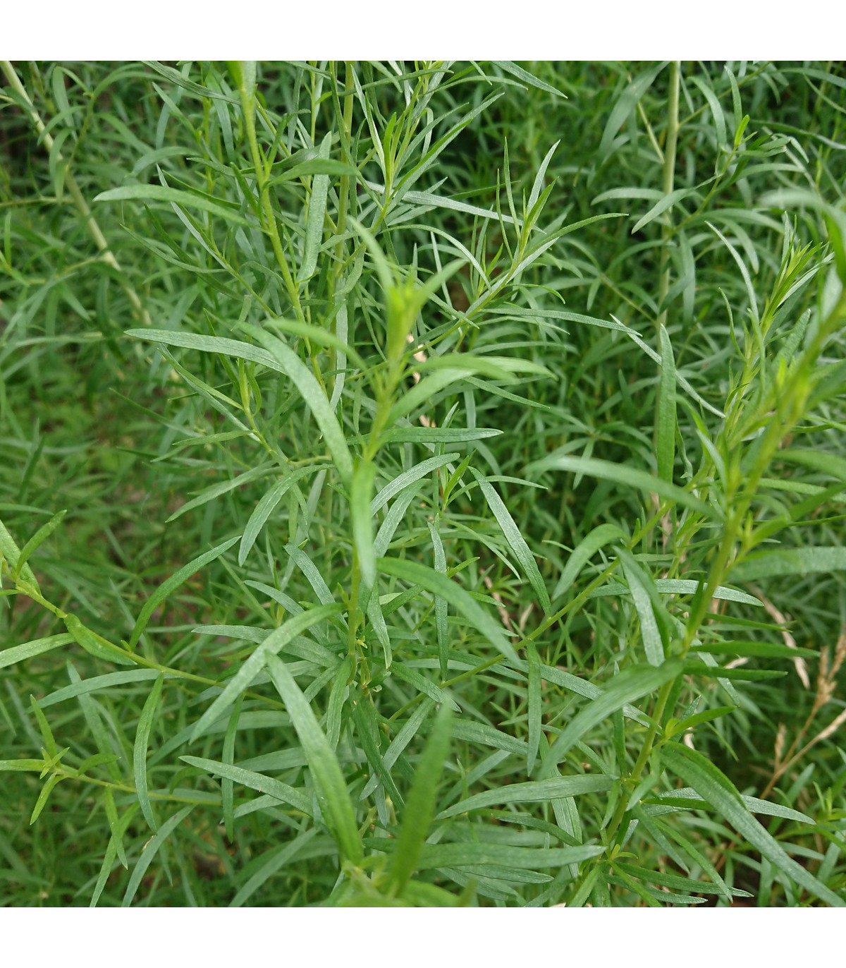 BIO Pelyněk kozalec - Artemisia dracunculus - bio osivo pelyňku - 0,1 g