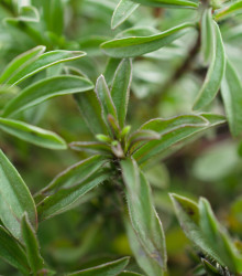 BIO Saturejka zahradní - Satureja hortensis - bio osivo saturejky - 1 g