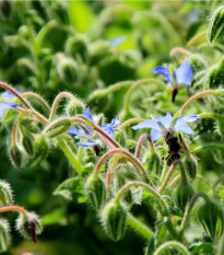 BIO Brutnák lékařský - Borago officinalis  - bio osivo brutnáku - 20 ks