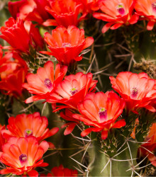 Kaktus - Echinocereus triglochidiatus - osivo kaktusů - 8 ks