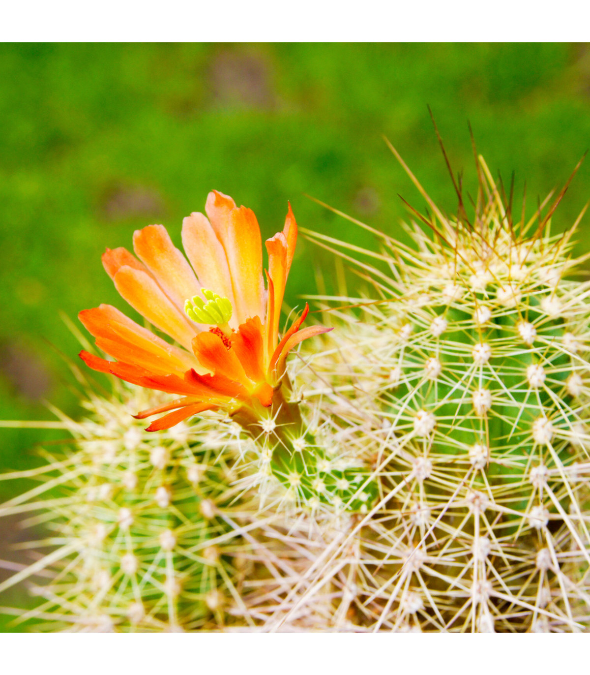 Kaktus mix - Echinocereus - osivo kaktusu - 4 ks