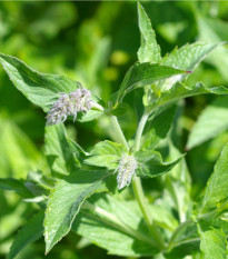 Máta dlouholistá - Mentha longifolia - osivo máty - 20 ks