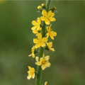 Řepík lékařský - Agrimonia eupatoria - osivo řepíku - 20 ks