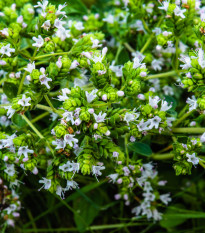 Řecké oregano - Origanum hirtum - osivo oregana - 0,03 g