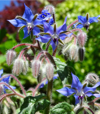 Brutnák modrý - Borago officinalis - osivo brutnáku - 20 ks