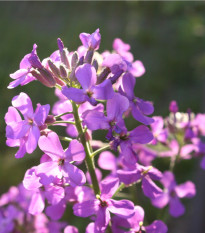 Měsíčnice fialová roční Honesty - Lunaria annua - osivo měsíčnice - 50 ks