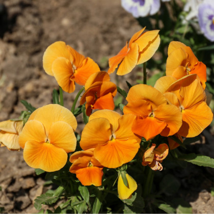 Maceška oranžová švýcarská Schweiter Riesen - Viola wittrockiana - prodej semen macešek - 0,3 gr