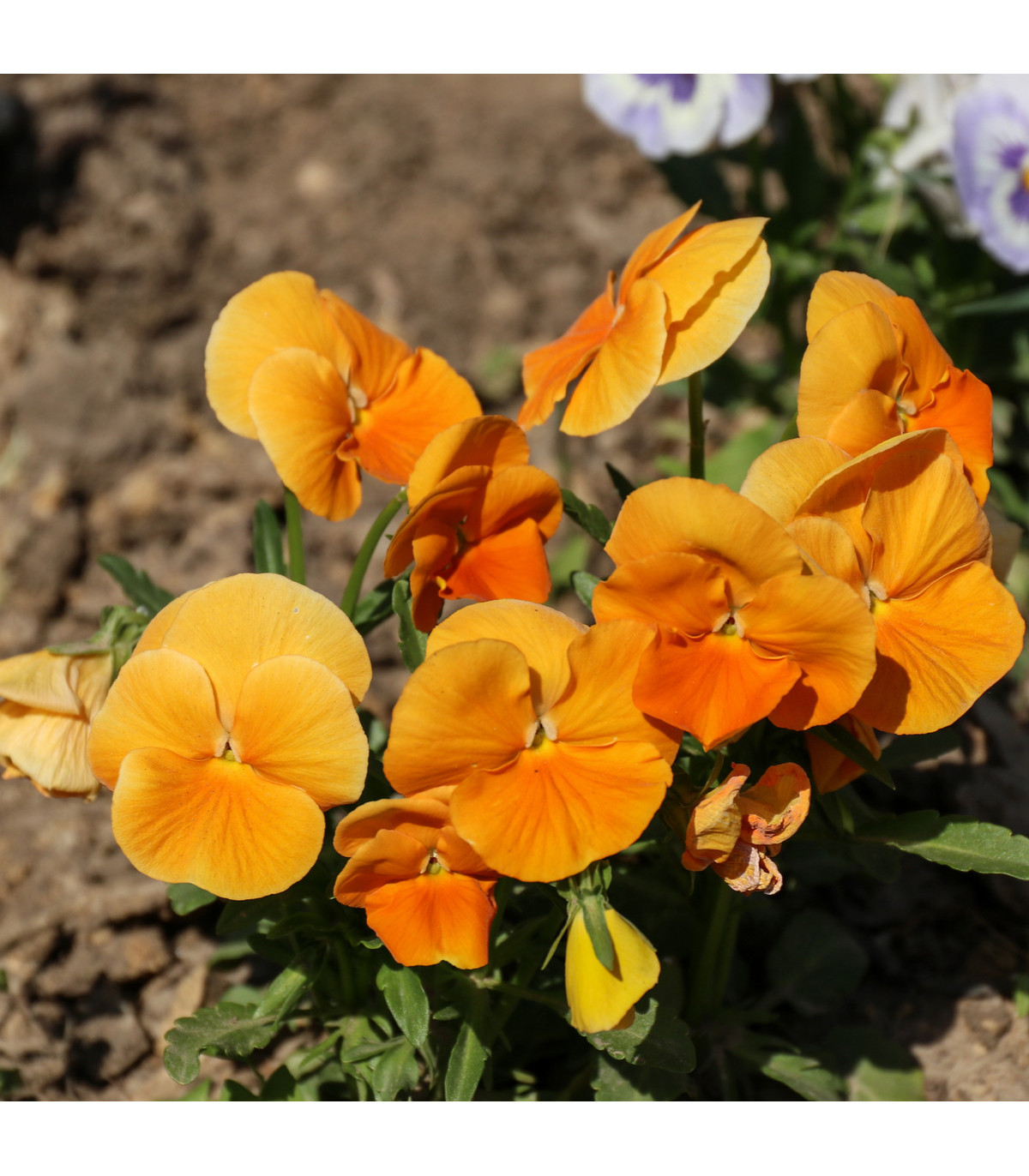 Maceška oranžová švýcarská Schweiter Riesen - Viola wittrockiana - prodej semen macešek - 0,3 gr