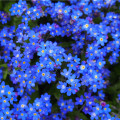 Pomněnka alpská temně modrá - Myosotis alpestris - osivo pomněnky - 130 ks