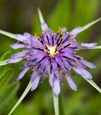 Kozí brada fialová - Tragopogon porrifolius - osivo kozí brady - 90 ks