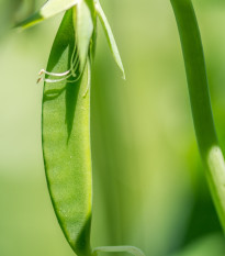 Hrách cukrový - Norli - Pisum sativum - semena hrášku - 12 gr