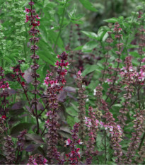 Bazalka posvátná Holy red - Ocimum tenuiflorum - osivo bazalky - 30 ks