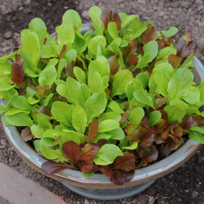 Salát na balkón - Baby leaf  - Lactuca sativa - semena salátu 100 ks
