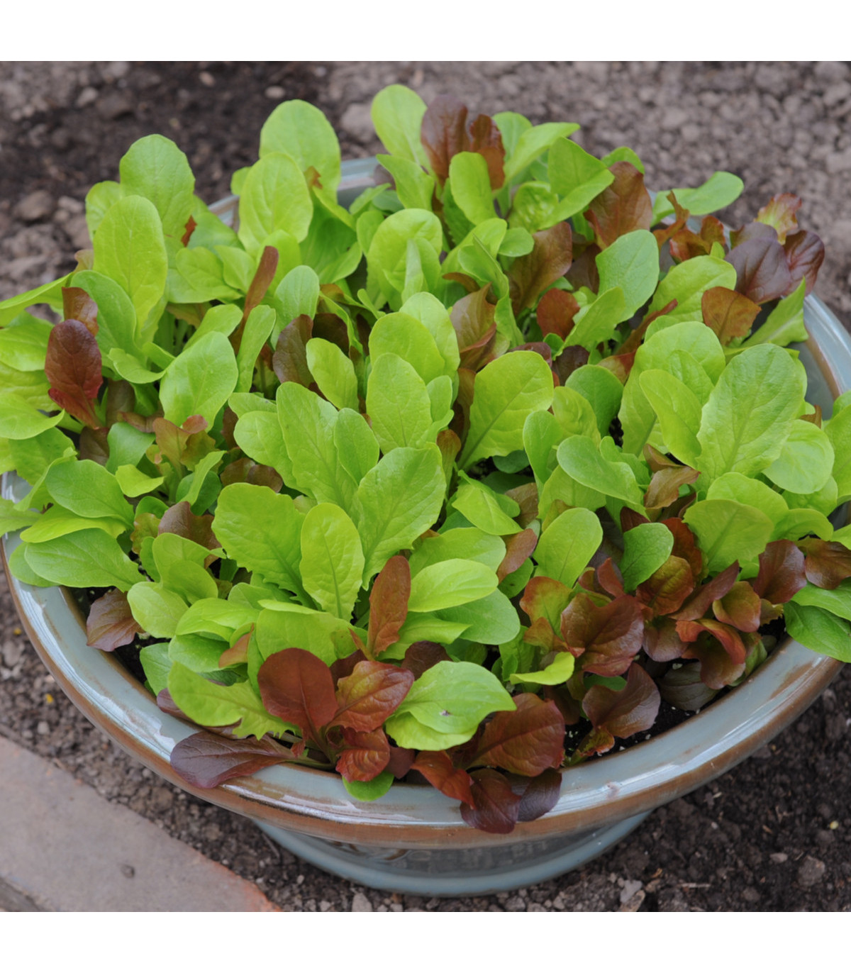 Salát na balkón - Baby leaf  - Lactuca sativa - semena salátu 100 ks