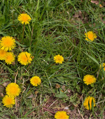 Pampeliška - Smetánka lékařská - Taraxacum offiicinalis - osivo pampelišky - 400 ks