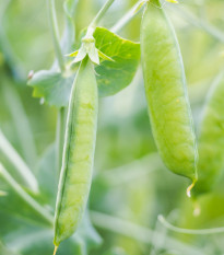 Hrách dřeňový Maxigolt - Pisum sativum - semena hrášku - 10 gr