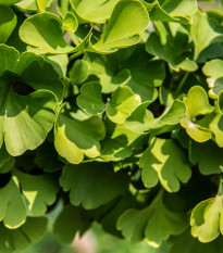 Ginkgo biloba - Jinan dvoulaločný - osivo ginkgo biloby - 2 ks