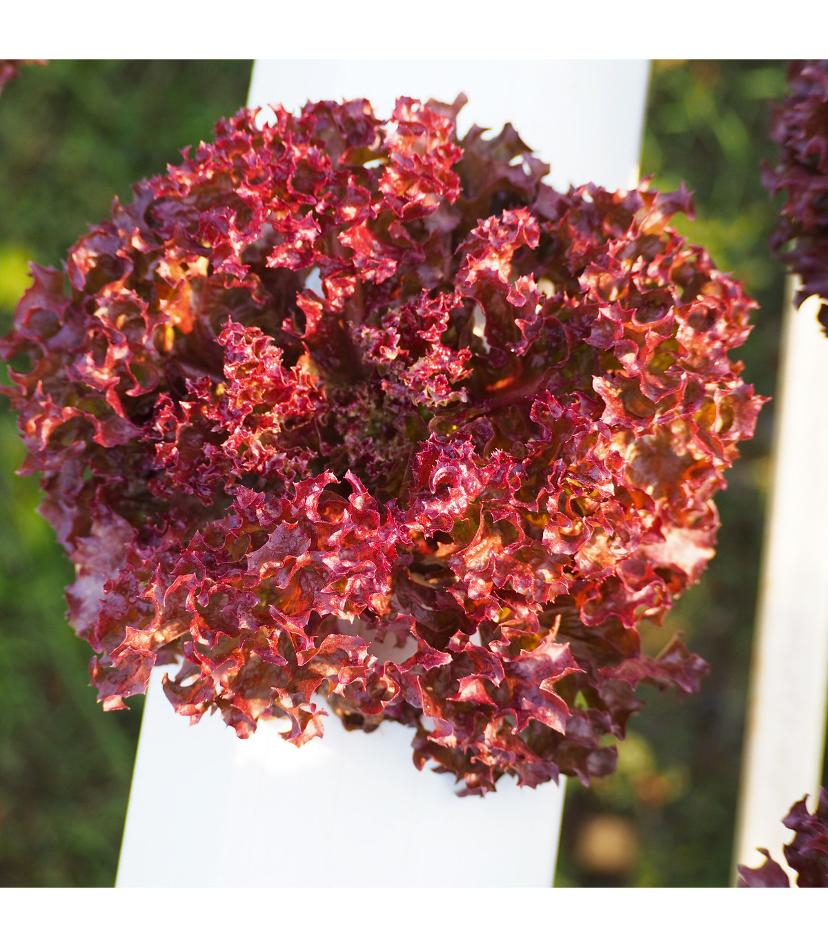 Salát červený kadeřavý - 1 gr - Lactuca sativa - prodej semen salátů