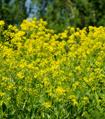 Rukevník východní - Turecká roketa - Bunias orientalis - osivo rukevníku - 6 ks