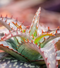 Aloe barbadensis - Aloe barbadensis - osivo aloe - 6 ks