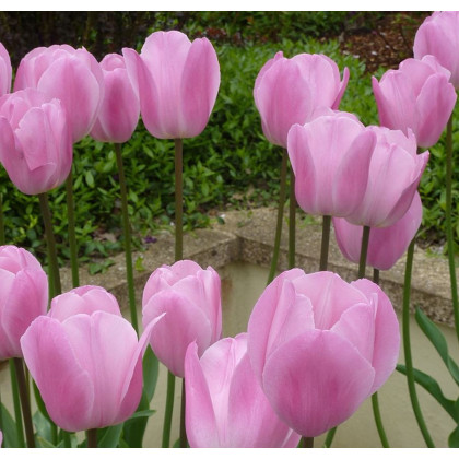 Tulipán Pink Diamond - Tulipa - cibule tulipánů - 3 ks