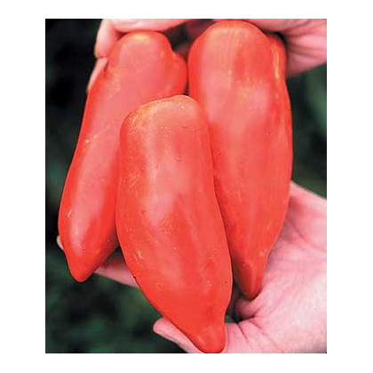 Rajče Howard - Lycopersicon esculentum - osivo rajčata - 7 ks