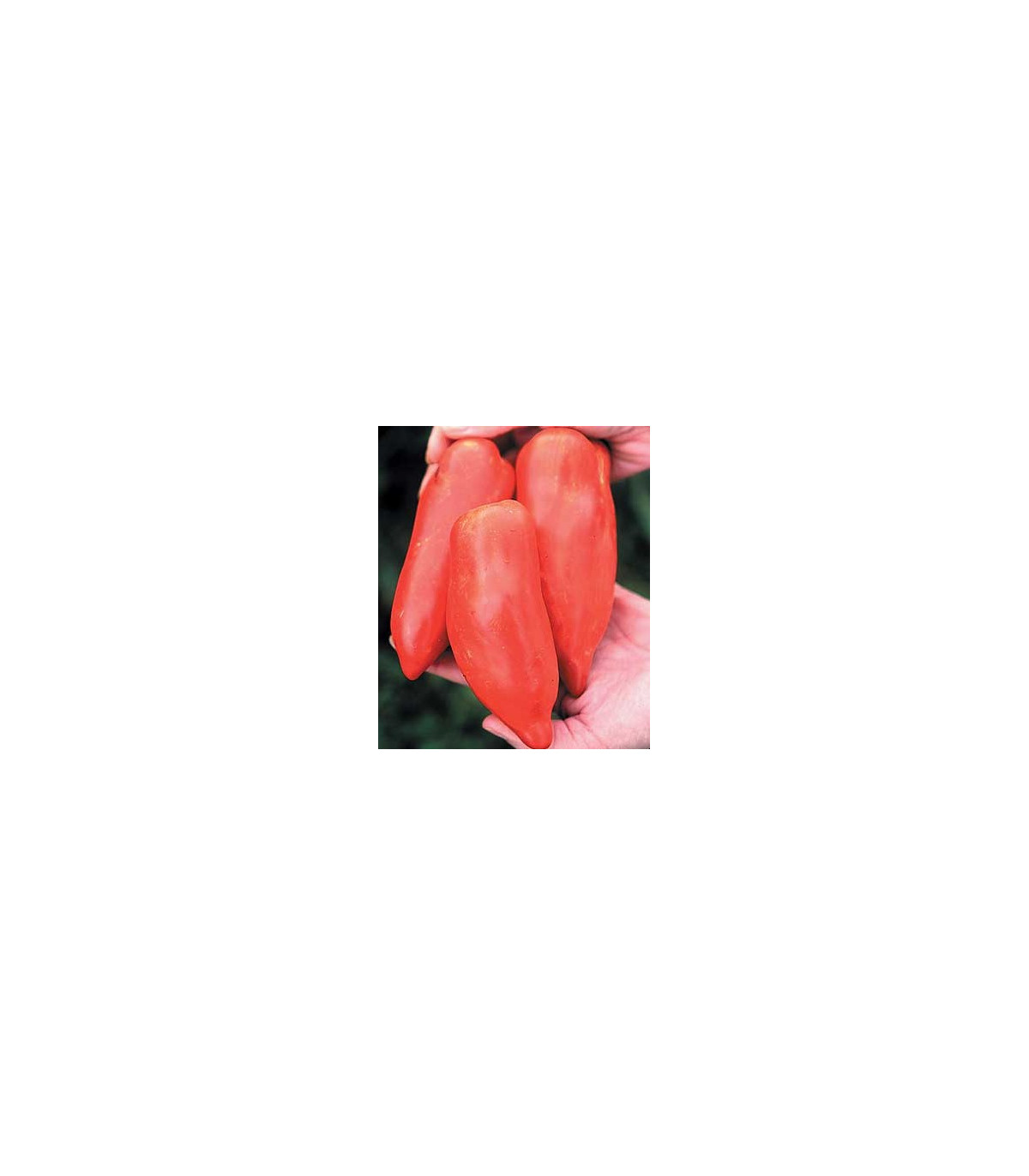 Rajče Howard - Lycopersicon esculentum - osivo rajčata - 7 ks