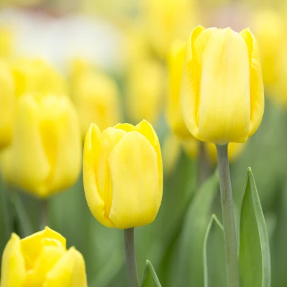 Tulipán Candela - Tulipa - cibule tulipánů - 3 ks