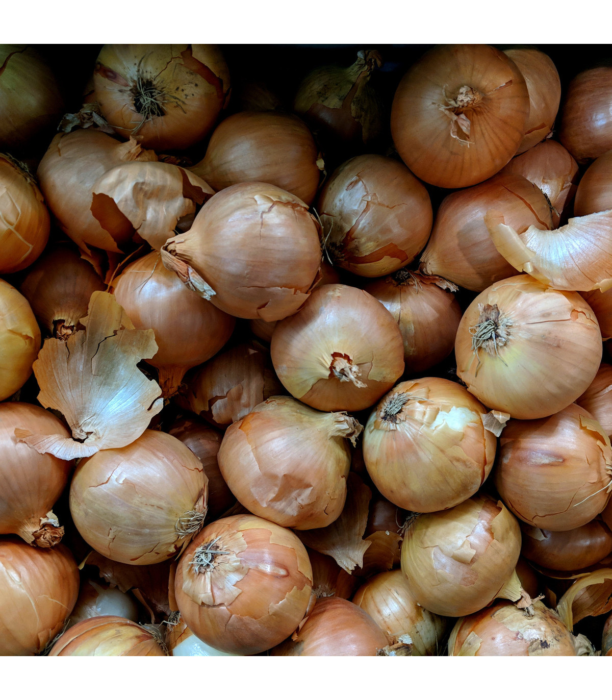 Cibule kuchyňská Sturon - Allium cepa - osivo cibule - 250 ks