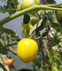 Rajče Lemon Plum - Solanum lycopersicum - osivo rajčat - 6 ks