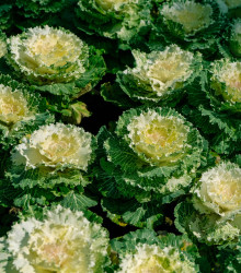 Okrasné zelí Nagoya F1 - Brassica oleracea - osivo okrasného zelí - 20 ks