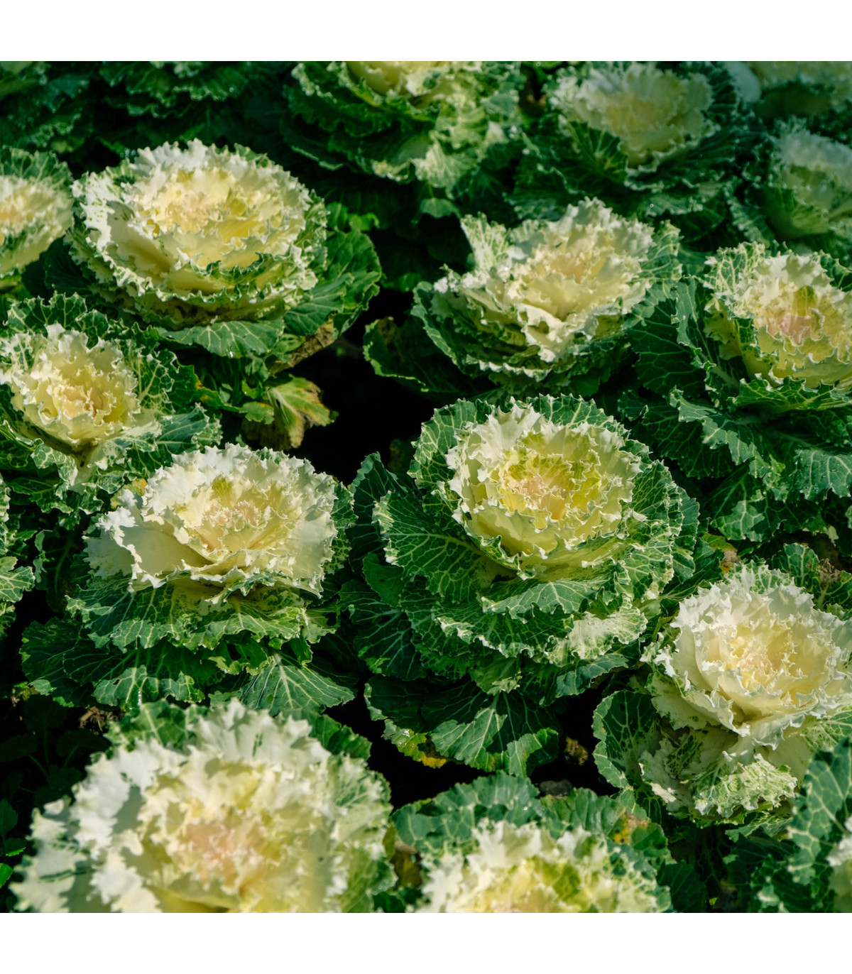 Okrasné zelí Nagoya F1 - Brassica oleracea - osivo okrasného zelí - 20 ks