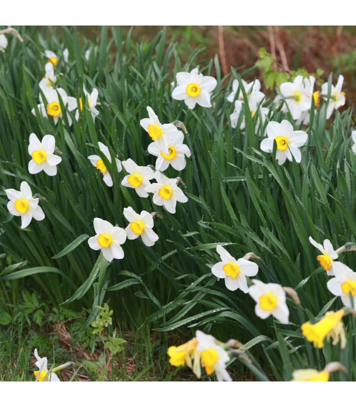 Narcis Poeticus Pheasant eye Recurvus - Narcissus - cibule narcisů - 3 ks