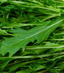 Mizuna Waido - Japonská hořčice - Brassica campestris Japonica - osivo mizuny - 30 ks