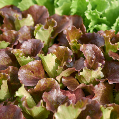 Salát trhací americký hnědý - Lactuca sativa - osivo salátu - 450 ks