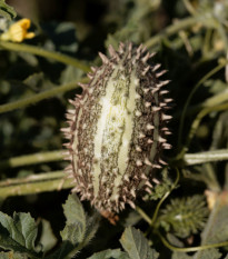 Okurka okrasná africká - Cucumis africanus - osivo okurky -  6 ks