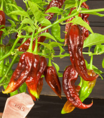 Chilli Bhut Jolokia čokoládové - Capsicum chinense - osivo chilli - 5 ks