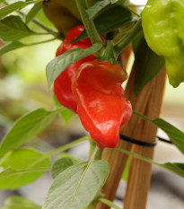 Chilli Jamaican Hot Red - Capsicum annuum - osivo chillli - 6 ks