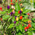 Chilli Bolívijská duha - Capsicum annuum - osivo chilli - 6 ks