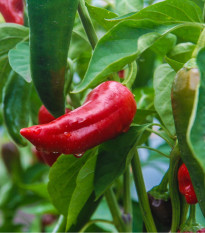 BIO Paprika Sweet Dreams - Capsicum anuum - bio osivo papriky - 10 ks