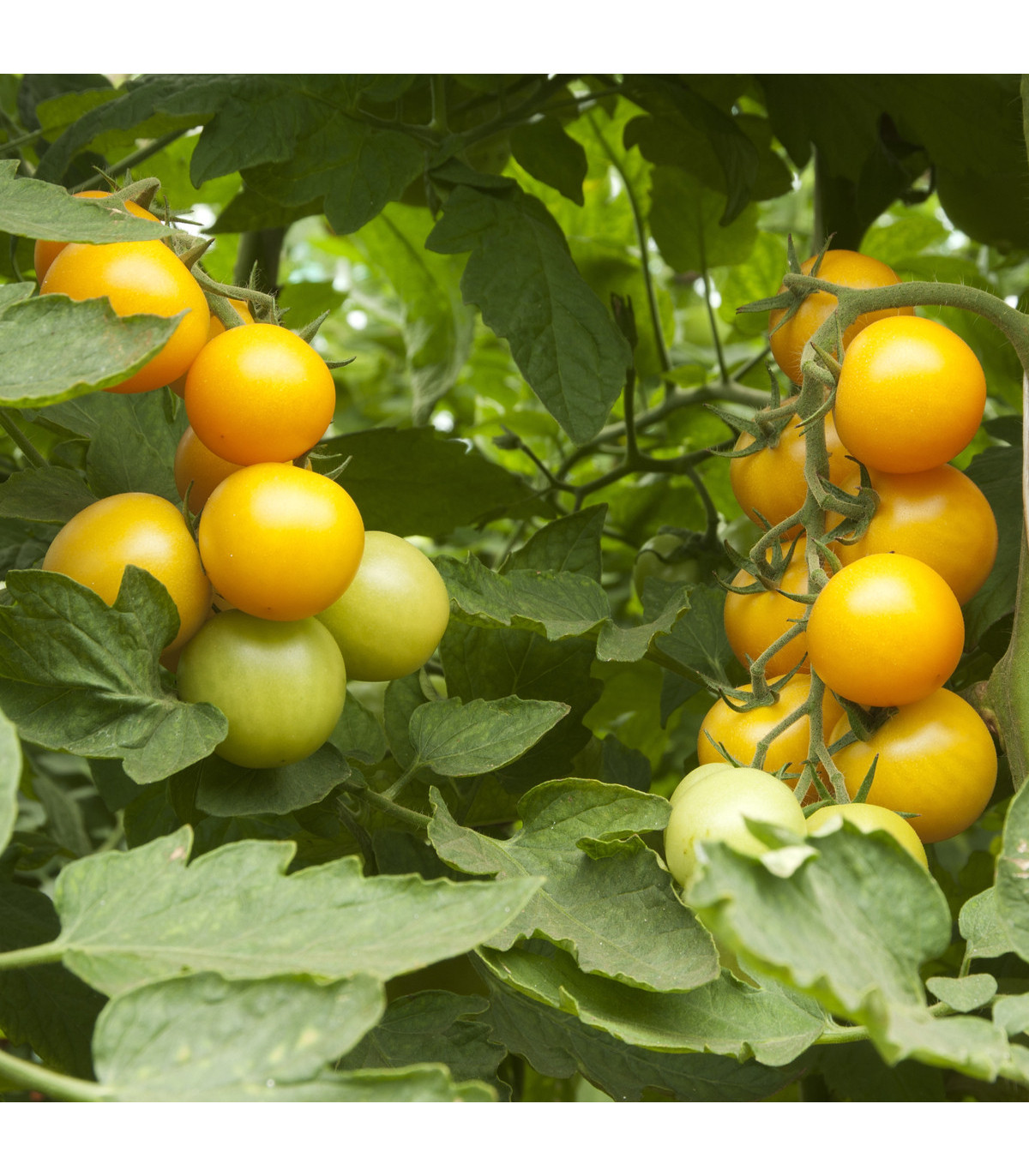 Rajče zlaté Golden Currant - Solanum lycopersicum - osivo rajčat - 5 ks