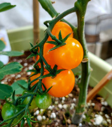 Rajče Sungold F1 - Solanum lycopersicum - osivo rajčat - 6 ks