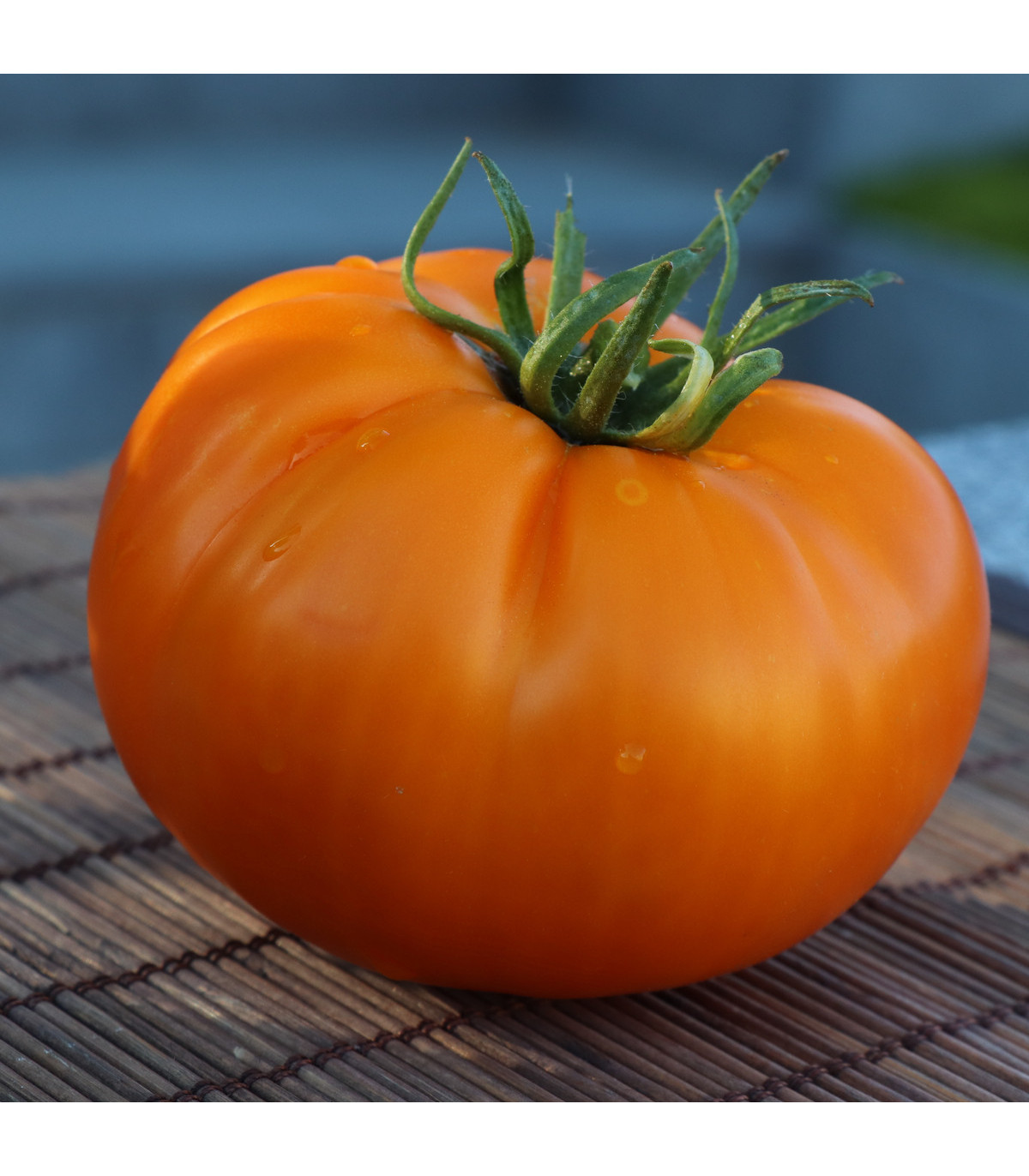 Rajče Wellington F1 - Solanum lycopersicum - osivo rajčat - 7 ks