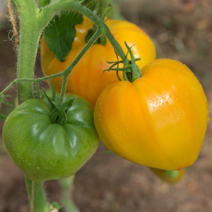 Rajče Oranžová jahoda - Solanum lycopersicum - osivo rajčat - 6 ks