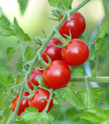 Rajče Cherolla F1 - Lycopersicum esculentum - osivo rajčat - 5 ks