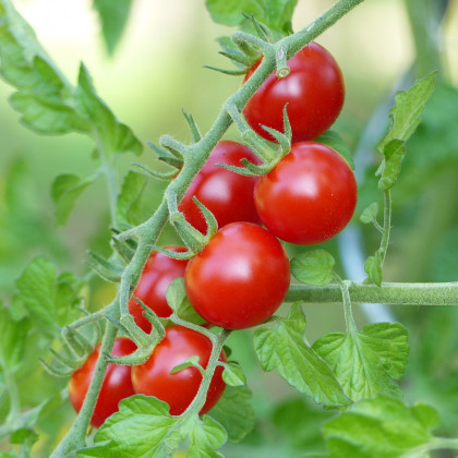 Rajče Cherolla F1 - Solanum lycopersicum - osivo rajčat - 5 ks