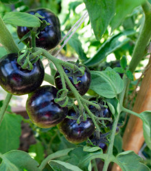 Rajče Blueberry - Lycopersicon esculentum - osivo rajčat - 6 ks